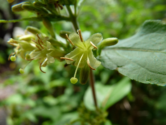 {Diervilla sessilifolia}